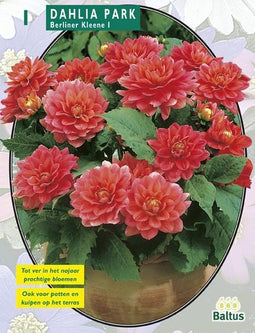2 stuks - Baltus - Zomer Bloembollen Dahlia Park Berliner Kleene per 1
