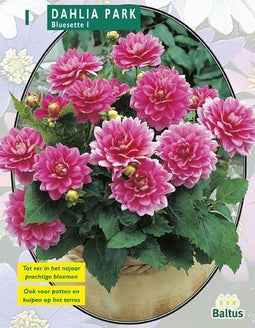 2 stuks - Baltus - Zomer Bloembollen Dahlia Park Bluesette per 1