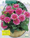 2 stuks - Baltus - Zomer Bloembollen Dahlia Park Bluesette per 1