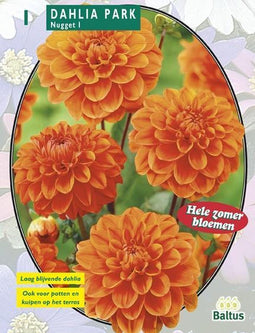 2 stuks - Baltus - Zomer Bloembollen Dahlia Park Nugget per 1