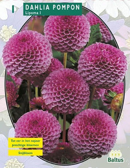 2 stuks - Baltus - Zomer Bloembollen Dahlia Pompon Lipoma per 1