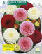 2 stuks - Baltus - Zomer Bloembollen Dahlia Pompon Mix per 3