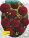 2 stuks - Baltus - Zomer Bloembollen Dahlia Pompon Rocco per 1