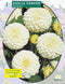 2 stuks - Baltus - Zomer Bloembollen Dahlia Pompon Snowflake per 1