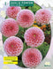 2 stuks - Baltus - Zomer Bloembollen Dahlia Pompon Stolze von Berli...