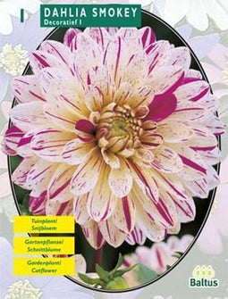 2 stuks - Baltus - Zomer Bloembollen Dahlia Smokey per 1