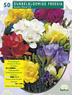 2 stuks - Baltus - Zomer Bloembollen Freesia Double, Mix per 50