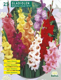 2 stuks - Baltus - Zomer Bloembollen Gladiolus Gemengd per 25