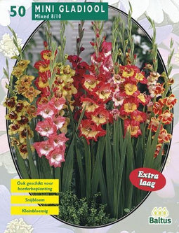 2 stuks - Baltus - Zomer Bloembollen Gladiolus Miniatuur Gemengd pe...