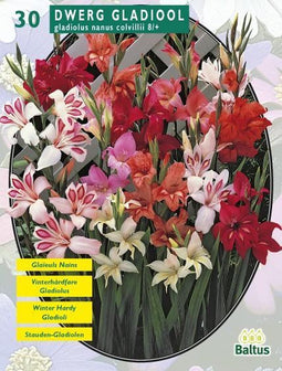 2 stuks - Baltus - Zomer Bloembollen Gladiolus Nanus per 30