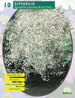 2 stuks - Baltus - Zomer Bloembollen Gypsophilia Pan, Wit per 10