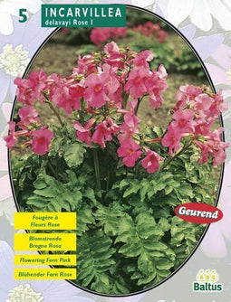 2 stuks - Baltus - Zomer Bloembollen Incarvillea Delavayi, Roze per 5
