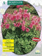 2 stuks - Baltus - Zomer Bloembollen Incarvillea Delavayi, Roze per 5