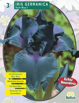 2 stuks - Baltus - Zomer Bloembollen Iris Germanica, Donkerblauw per 3