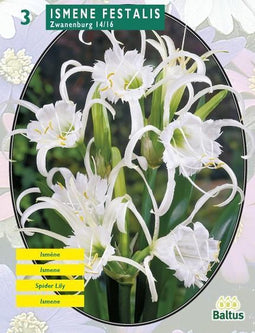 2 stuks - Baltus - Zomer Bloembollen Ismene Festalis Zwanenburg per 3