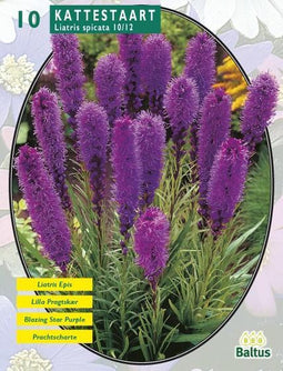 2 stuks - Baltus - Zomer Bloembollen Liatris Spicata, Paars per 10
