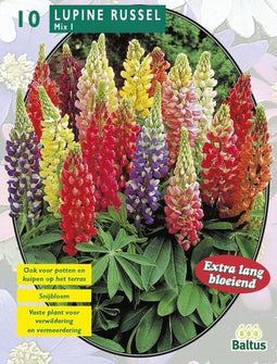 2 stuks - Baltus - Zomer Bloembollen Lupine Russel, Mix per 10