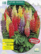 2 stuks - Baltus - Zomer Bloembollen Lupine Russel, Mix per 10