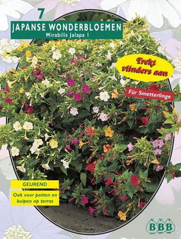 2 stuks - Baltus - Zomer Bloembollen Mirabilis Jalapa per 7