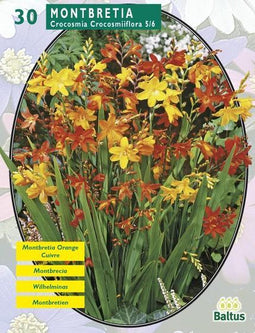 2 stuks - Baltus - Zomer Bloembollen Montbretia per 30