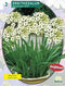 2 stuks - Baltus - Zomer Bloembollen Ornithogalum Saundersiae per 3