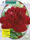 2 stuks - Baltus - Zomer Bloembollen Pioenrozen, Rood per 2