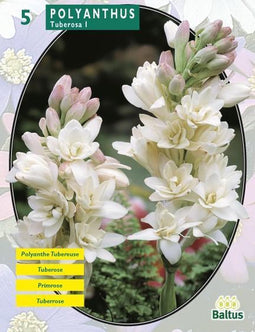 2 stuks - Baltus - Zomer Bloembollen Polyanthus Tuberosa per 5