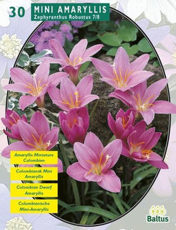 2 stuks - Baltus - Zomer Bloembollen Zephyranthus Robustus (Habrant...