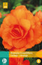 2 stuks Begonia Grandiflora Oranje 2 bollen