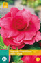 2 stuks Begonia Grandiflora Roze 2 bollen
