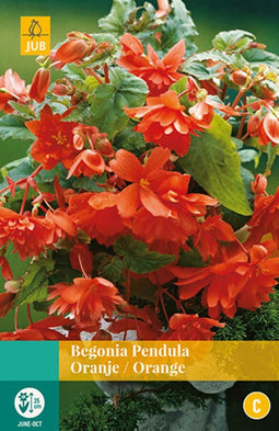 2 stuks Begonia Pendula Oranje 2 bollen