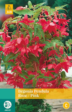 2 stuks Begonia Pendula Roze 2 bollen