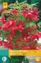 2 stuks Begonia Pendula Roze 2 bollen