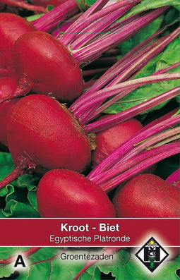 2 stuks Biet Kroot Egyptische PlatrondeVan Hemert & Co