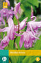 2 stuks Bletilla Striata 1 bol