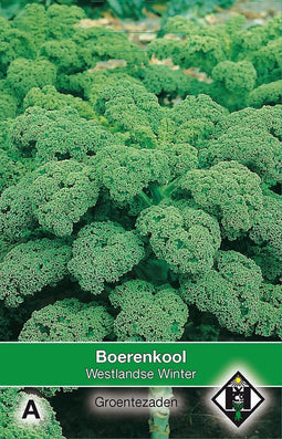 2 stuks Boerenkool Westlandse WinterVan Hemert & Co