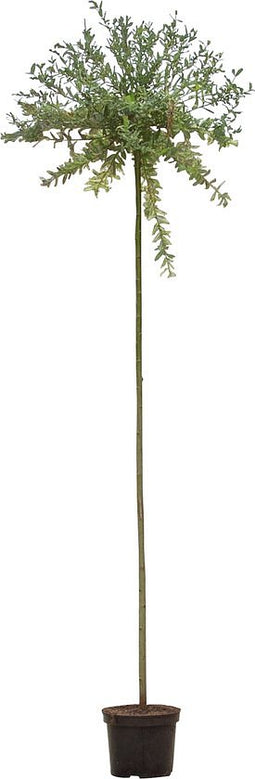 2 stuks! Bonte wilg op stam Salix integra Hakuro-nishiki 215 cm