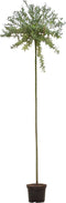 2 stuks! Bonte wilg op stam Salix integra Hakuro-nishiki 215 cm