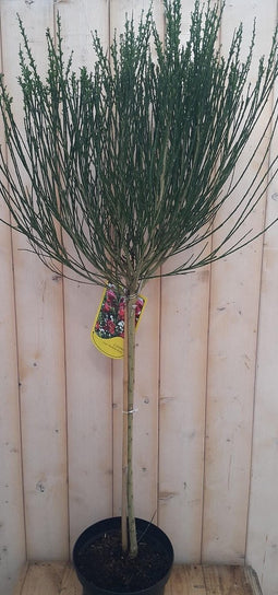 2 stuks Brem Geel op stam 100 cm