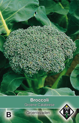 2 stuks Broccoli Groene CalabreseVan Hemert & Co
