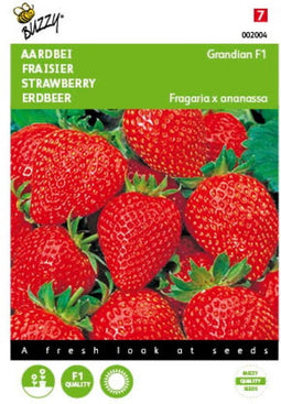 2 stuks - Buzzy - Aardbeien Sarian F1