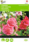 2 stuks - Buzzy - Althaea Alcea Rosea Summer Carnival