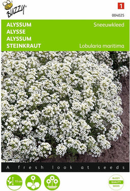2 stuks - Buzzy - Alyssum Lobularia Mar.Procumbens Sneeuwkleed