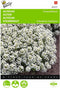 2 stuks - Buzzy - Alyssum Lobularia Mar.Procumbens Sneeuwkleed