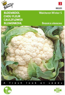 2 stuks - Buzzy - Bloemkool Walcheren Winter