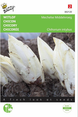 2 stuks - Buzzy - Brusselse Witlof Mechelse Middenvroeg