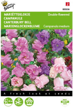 2 stuks - Buzzy - Campanula medium Dubbelbloemig