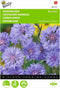 2 stuks - Buzzy - Centaurea Cyanus Dubbelbloemig Blue Ball