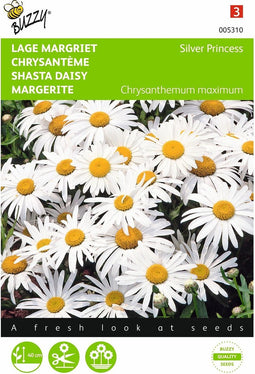 2 stuks - Buzzy - Chrysanthemum maximum nanum Silver Princess