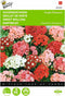 2 stuks - Buzzy - Dianthus barbatus Enkelbl. Gemengd